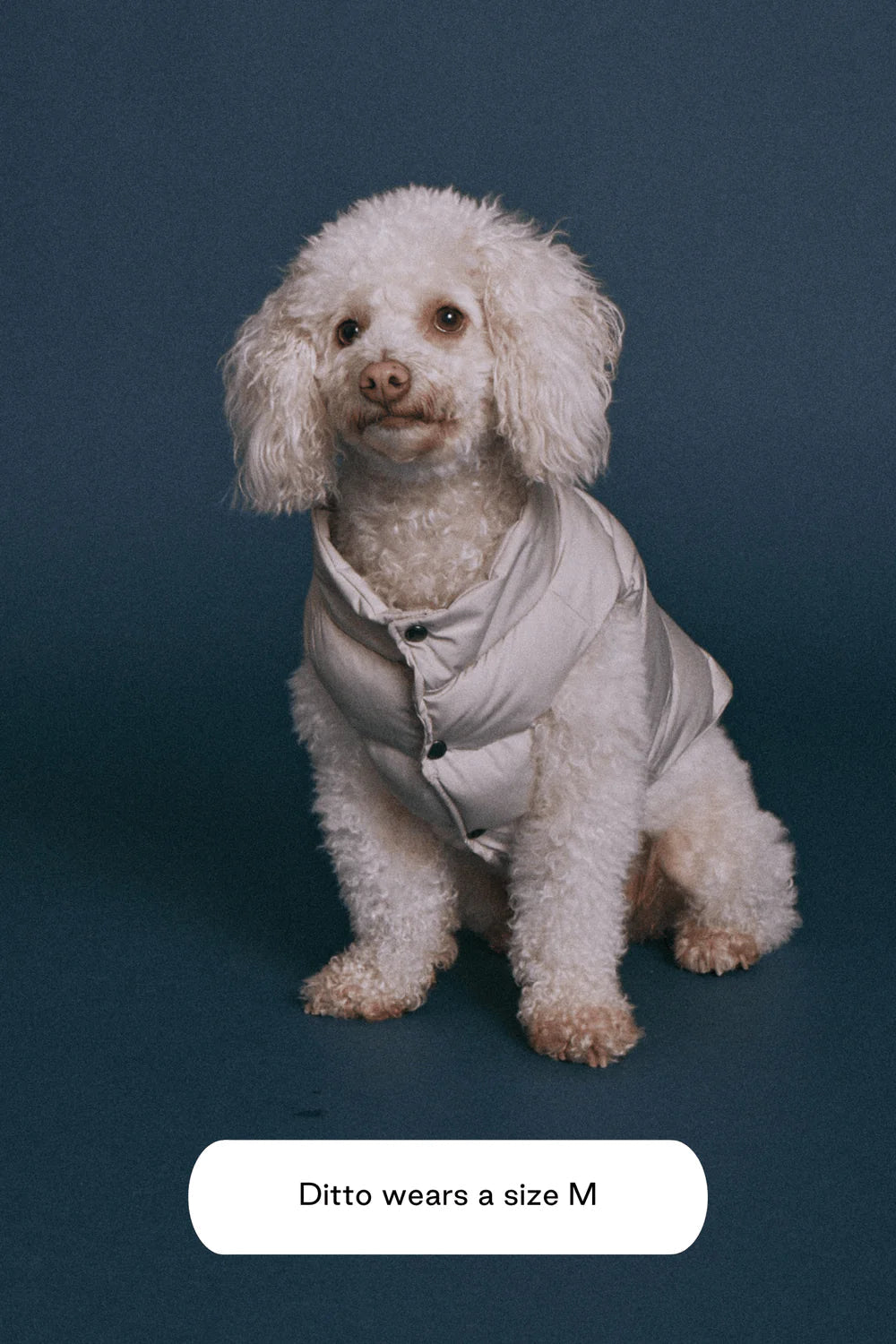 Dog Jacket - Sub - Zero Puffer Beige - Maxbone - La Maison Mou