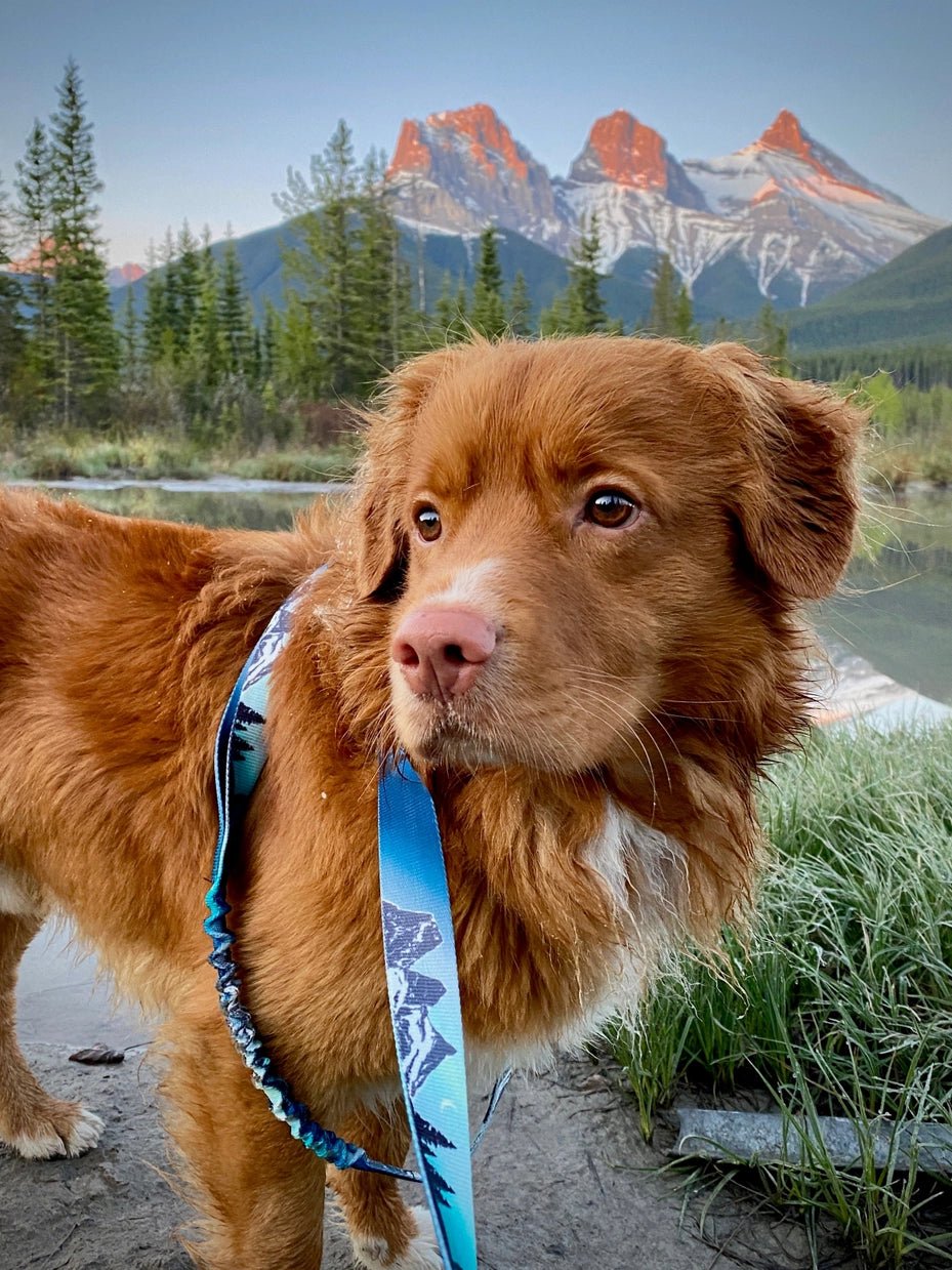Dog Leash - Canmore All Mountain Northern Lights - Rocky Mountain Dog - La Maison Mou