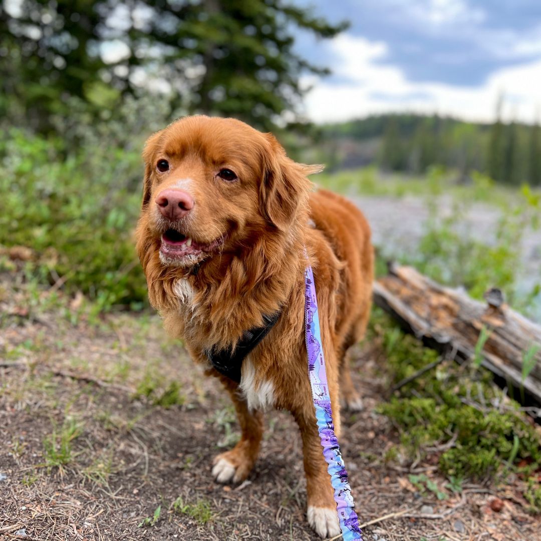 Dog Leash - PNW All Mountain Reef - Rocky Mountain Dog - La Maison Mou