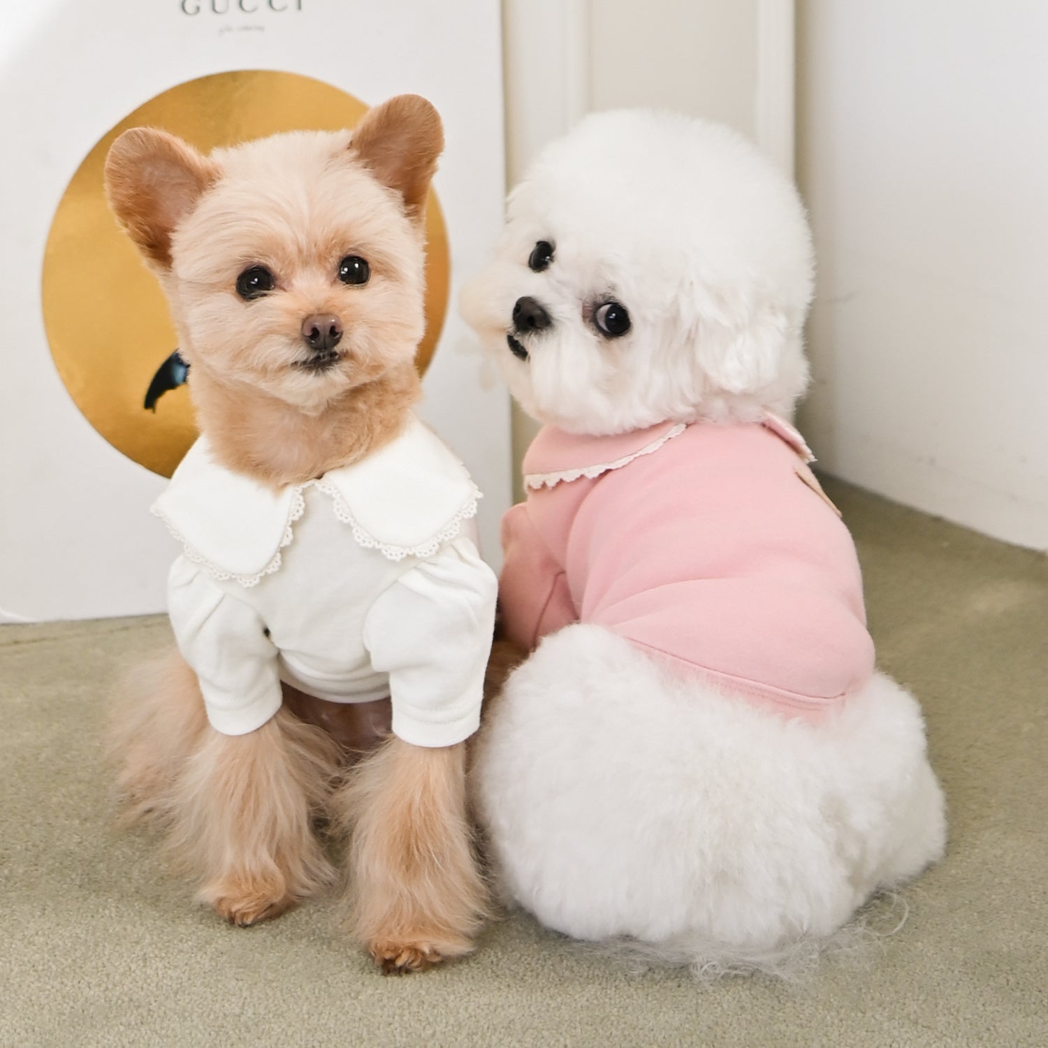 Dog Shirt - Long - Sleeve Lacy OAVA Ivory - Olchi - La Maison Mou