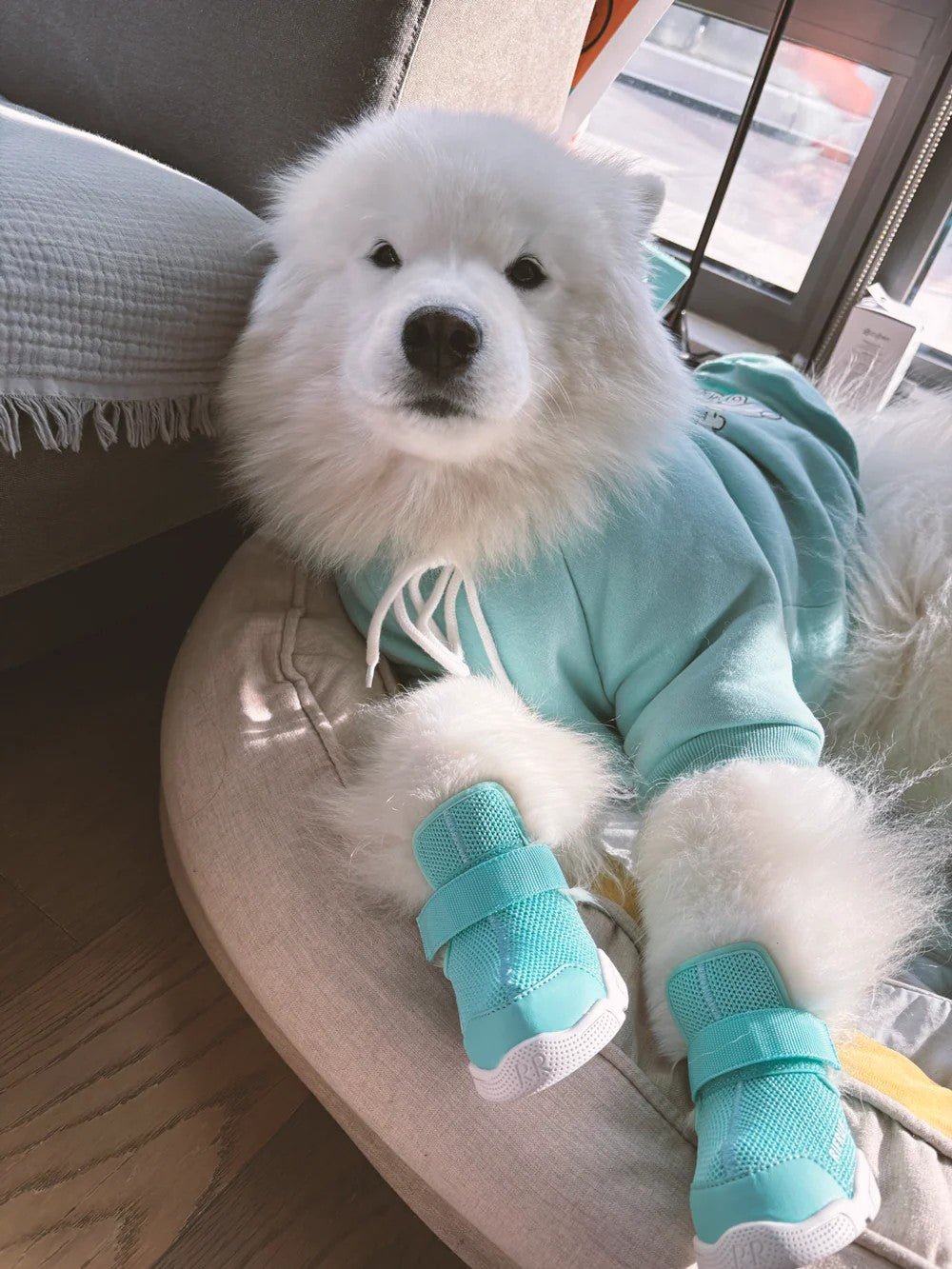 Dog Shoes - Caesar 1 Sneakers Aqua - Rifruf - La Maison Mou