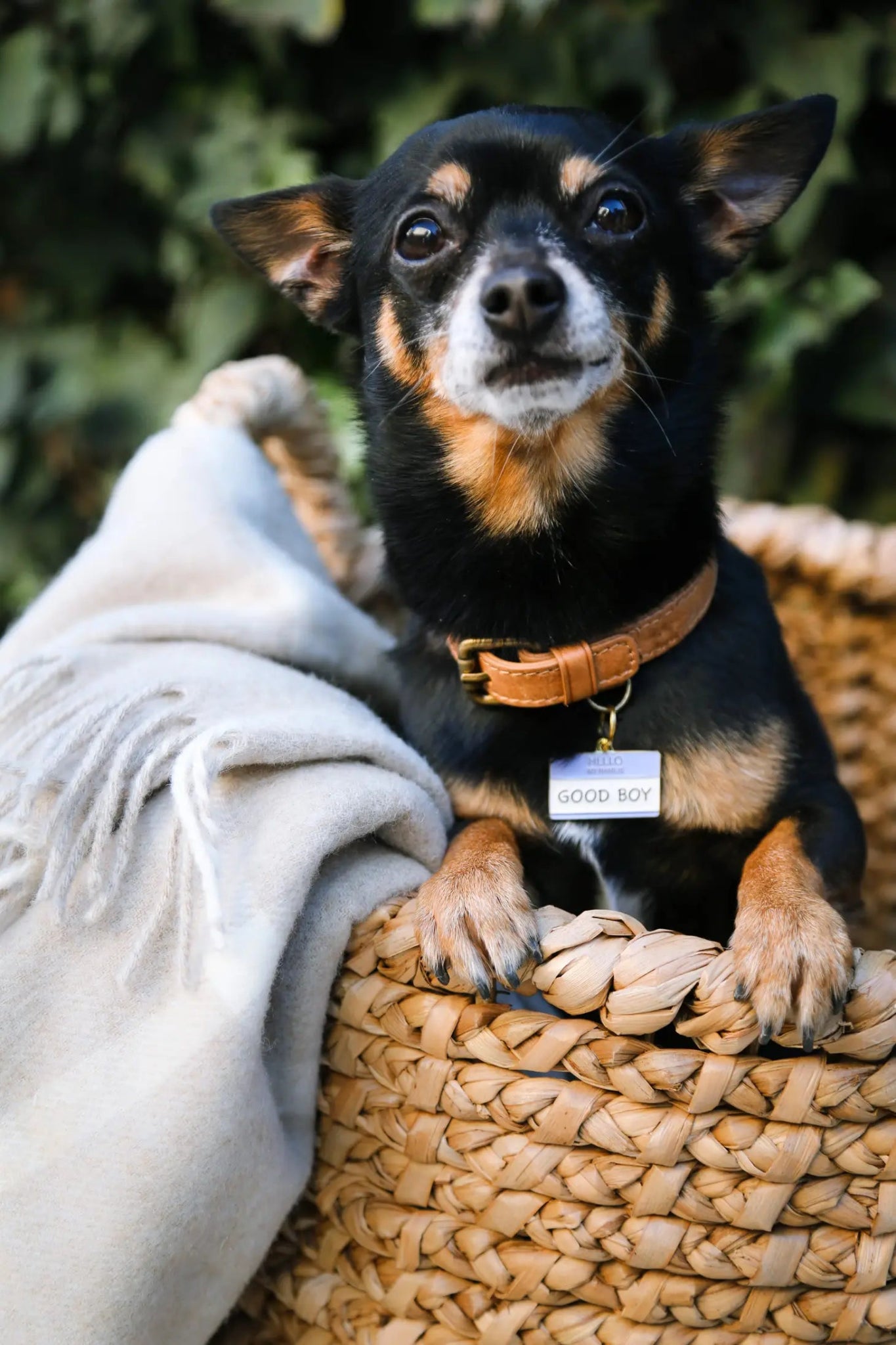 Dog Tag - Good Boy - Two Tails - La Maison Mou