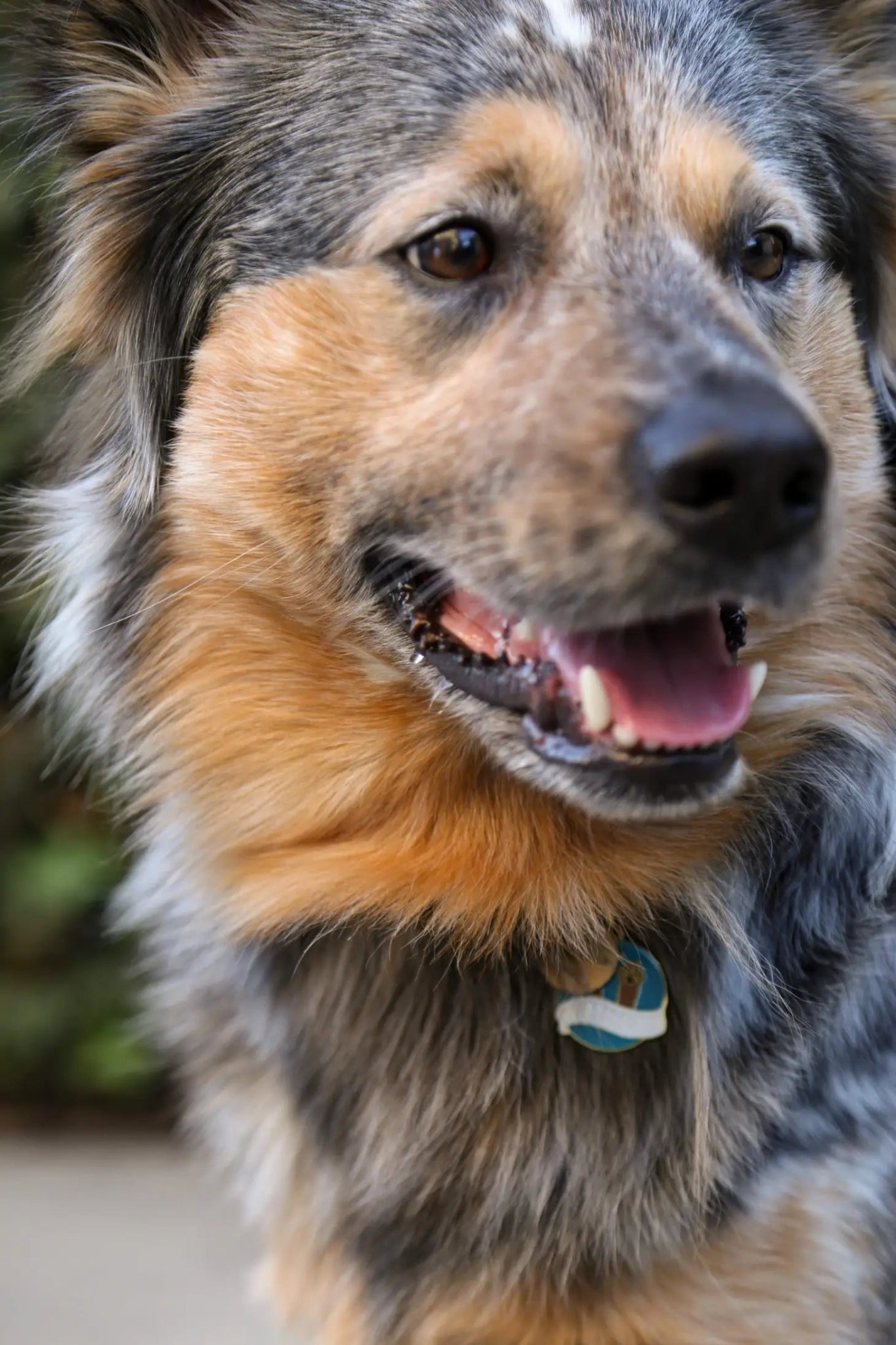 Dog Tag - Pawsitivity - Two Tails - La Maison Mou