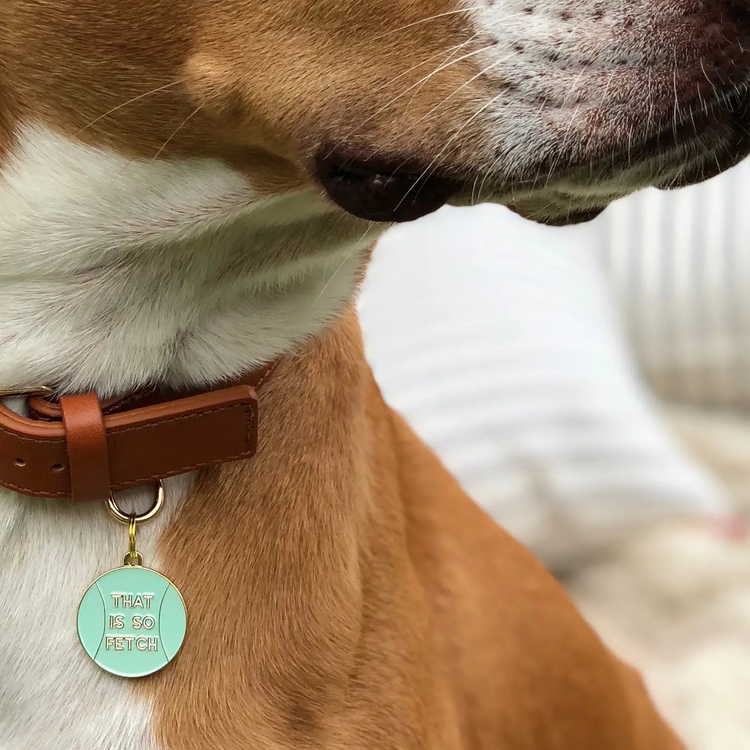 Dog Tag - That is So Fetch - Two Tails - La Maison Mou