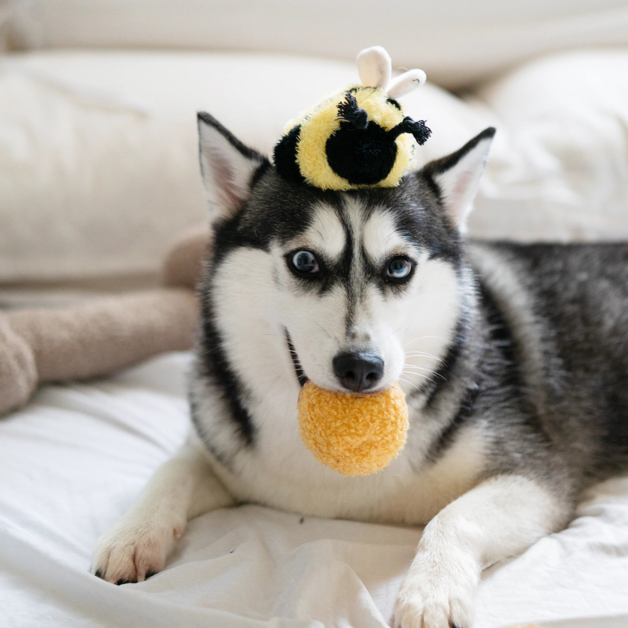 Enrichement Dog Toy - Bee Pop - Lambwolf Collective - La Maison Mou