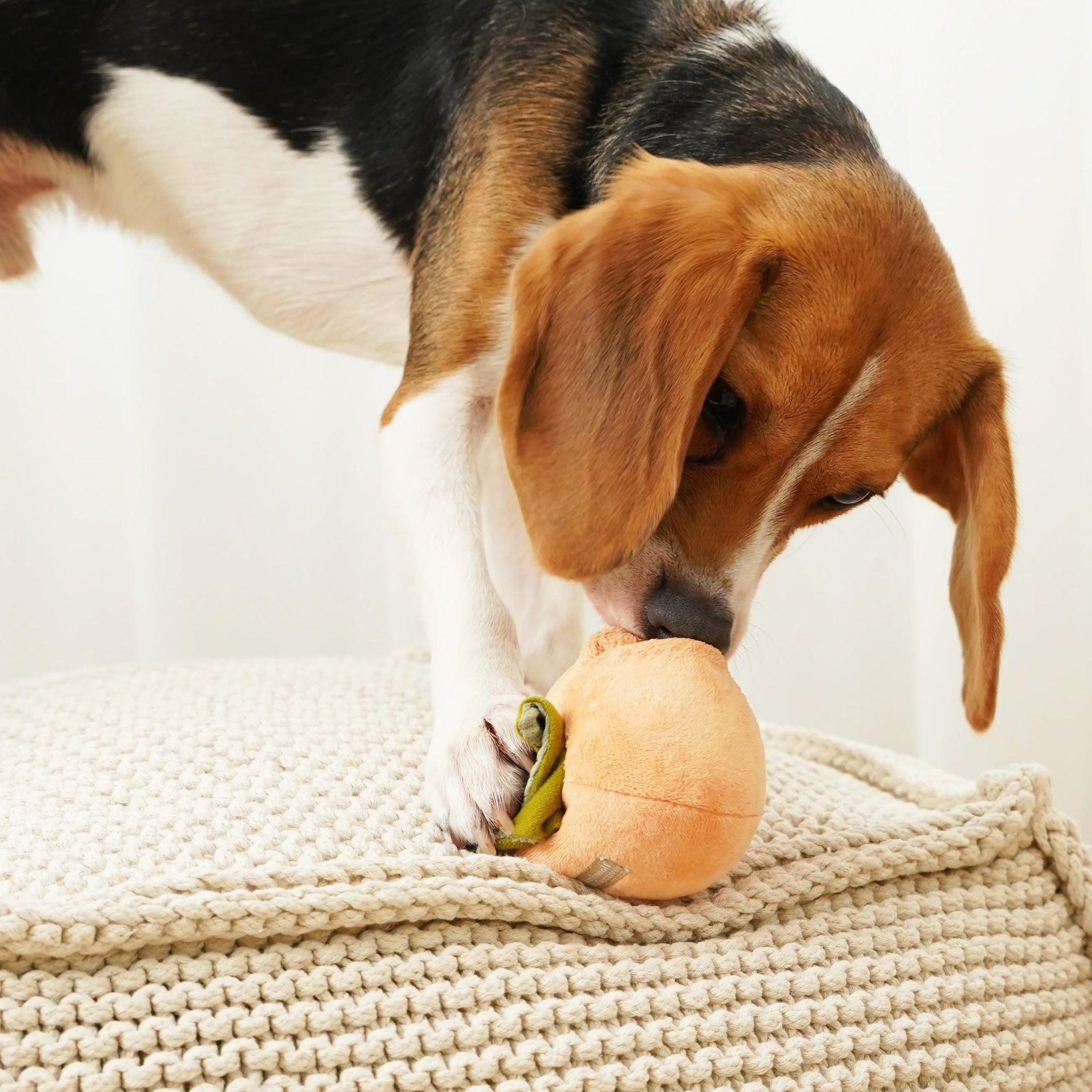 Enrichement Dog Toy - Persimmon - Lambwolf Collective - La Maison Mou