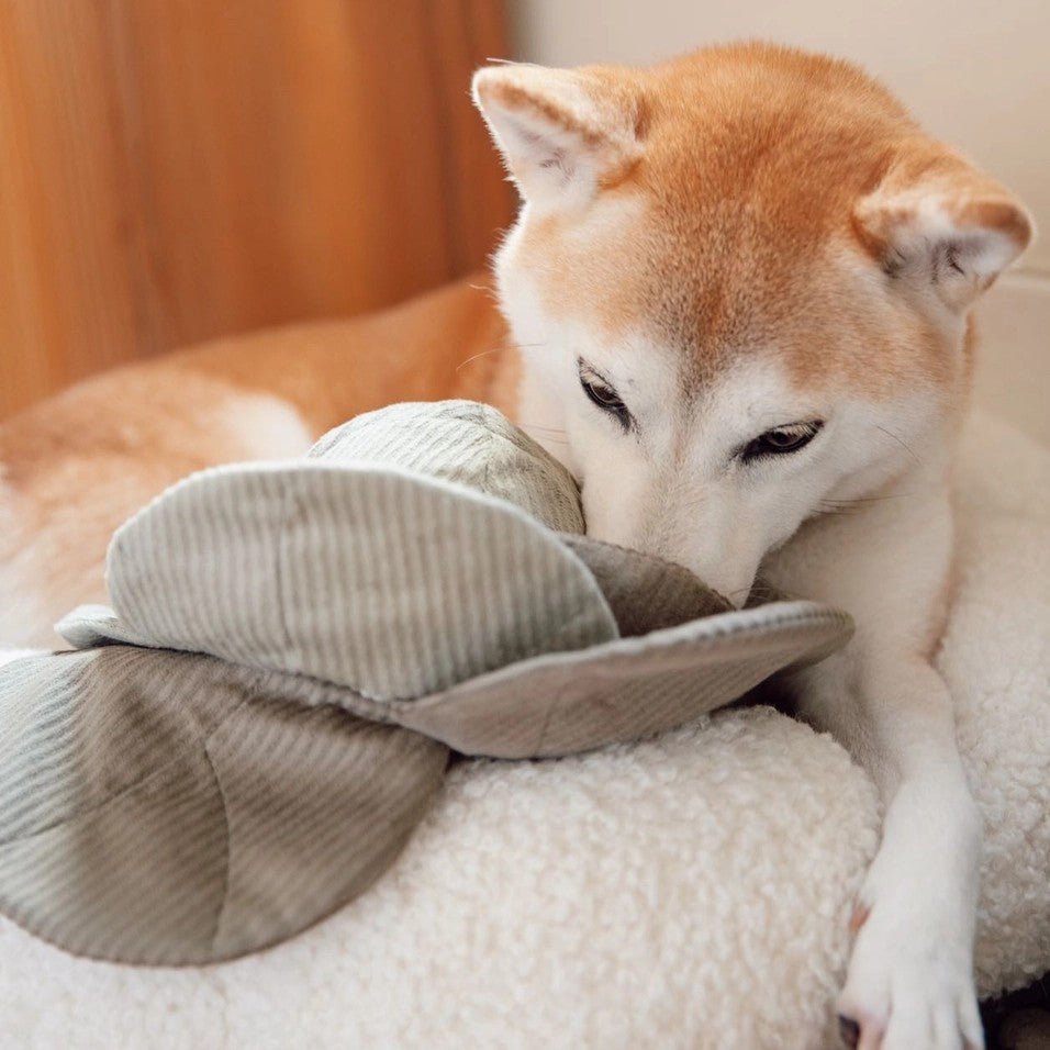 Enrichment Dog Toy - Cabbage Pop - Lambwolf Collective - La Maison Mou