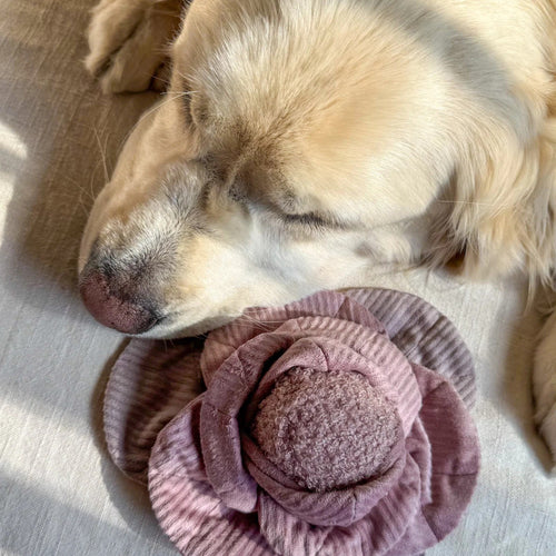 Jouet Interactif Pour Chien – Chou Pop Rouge