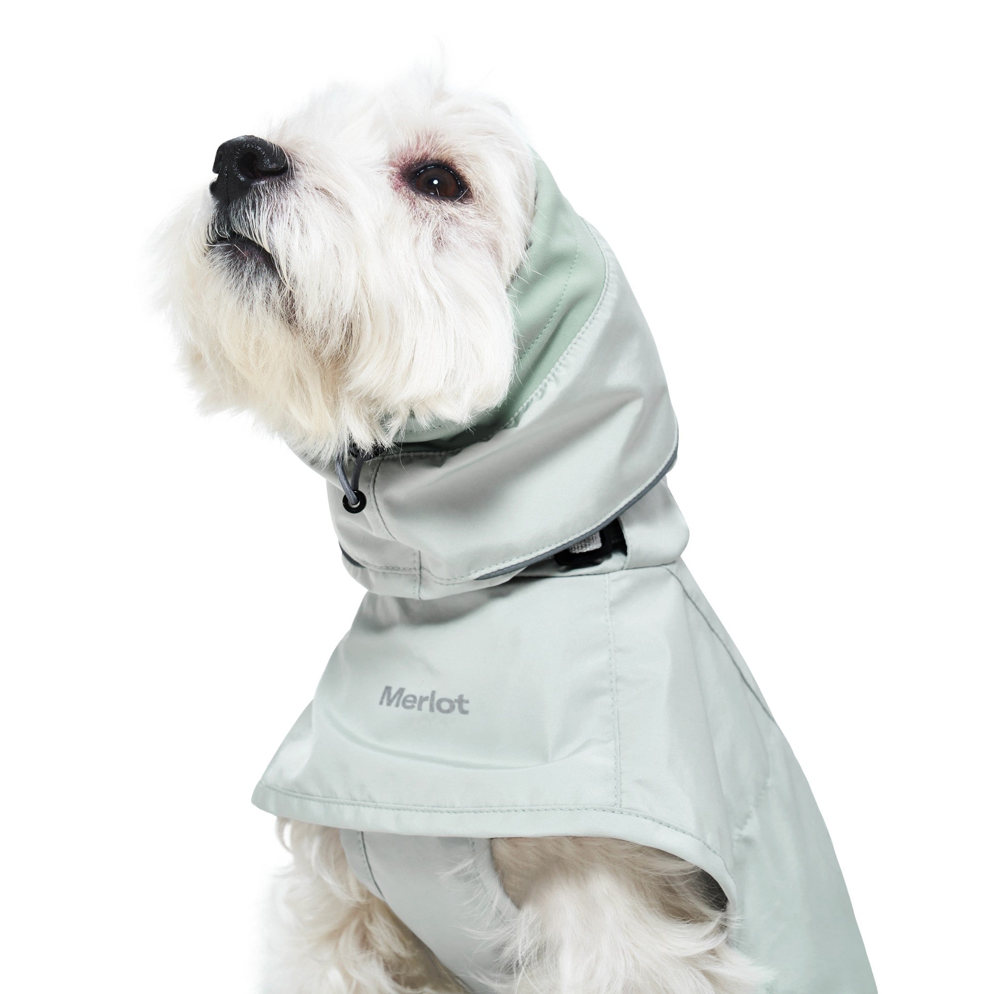 A close-up profile shot of a small white dog looking up while wearing the lime stone pale sage green Merlot Ain™ raincoat with the protective hood fully covering its ears and adjusted by a black drawstring toggle.