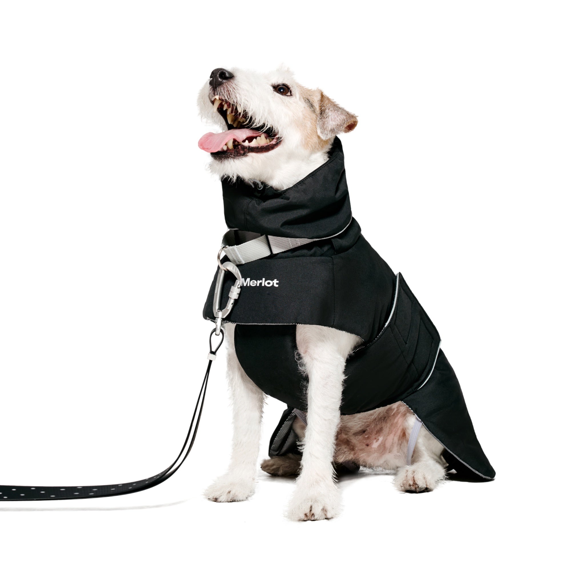 A scruffy white and brown terrier sitting down and looking up, showing the secure chest paneling and convenient leash attachment design on the black winter dog puffer.