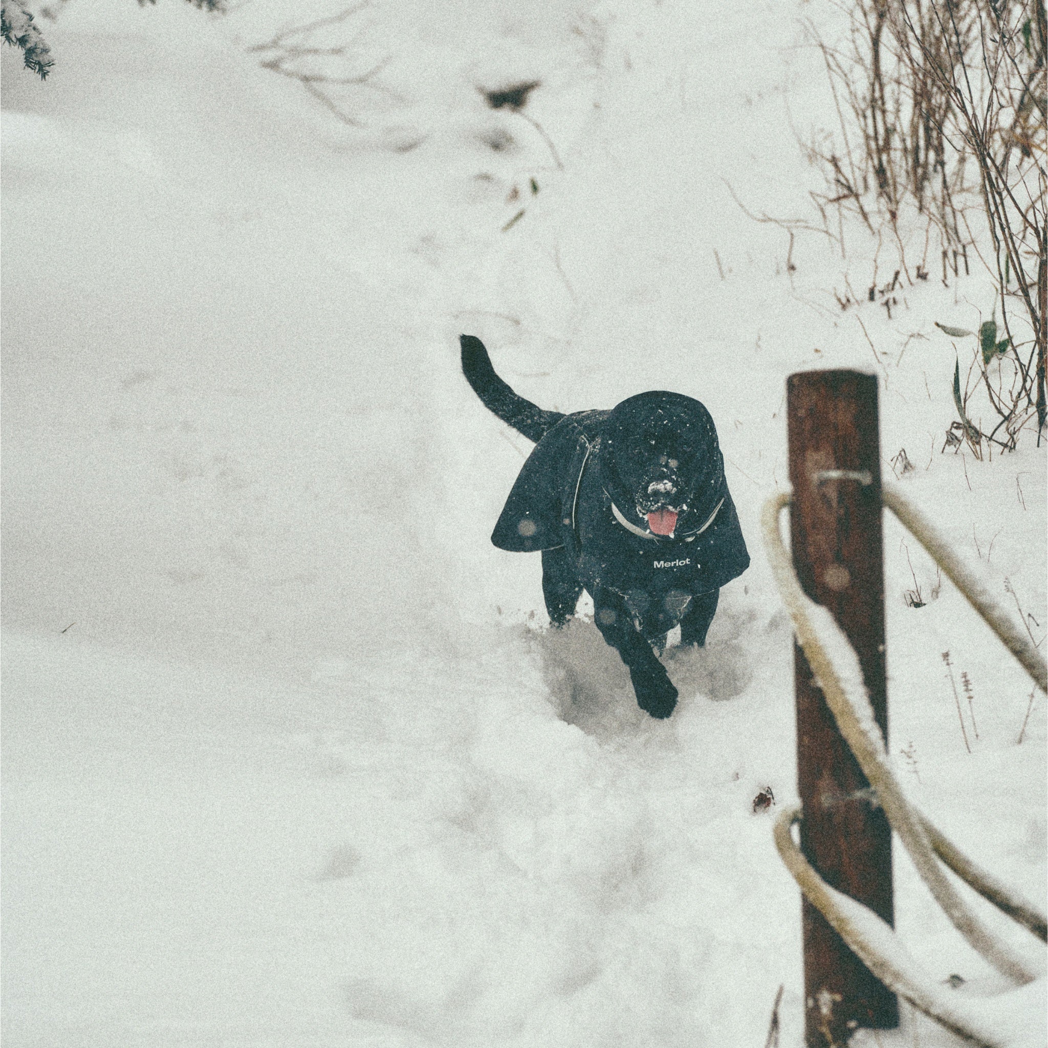 An action shot of a black Labrador Retriever running through deep winter snow on an outdoor trail, wearing the protective black Merlot Ain™ Puffer dog coat.
