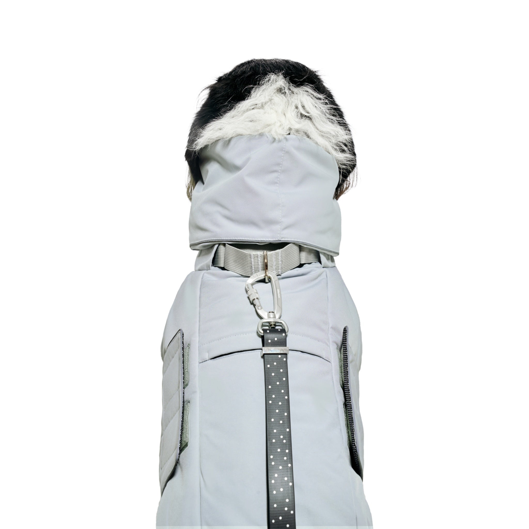 A close-up direct back view highlighting the heavy-duty silver carabiner clip attached to the integrated harness D-ring loop on the collar of the Lime Stone dog puffer coat.