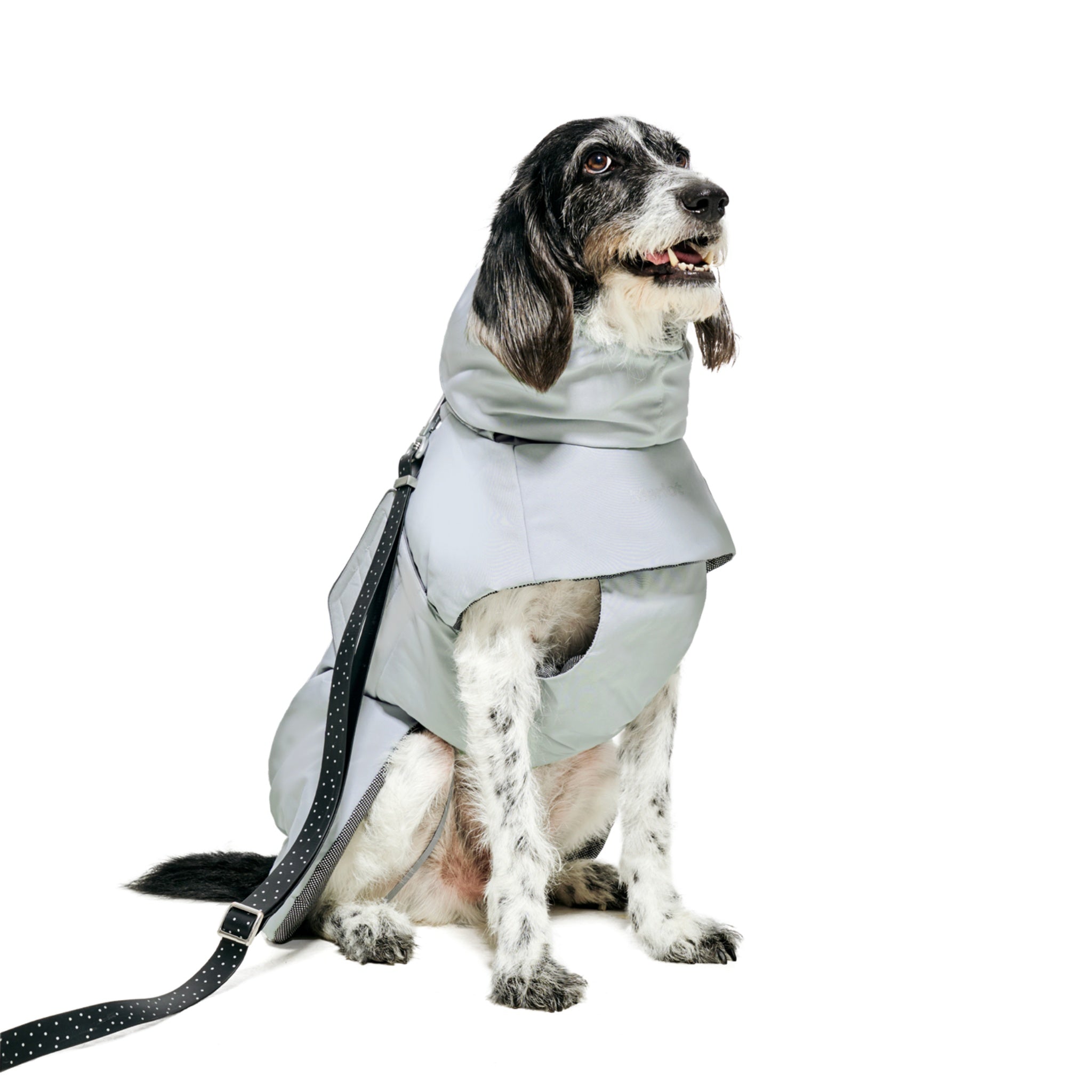 A long-eared speckled dog sitting in profile, wearing the Merlot winter dog puffer vest with a black-and-white dotted leash securely attached to the collar ring.