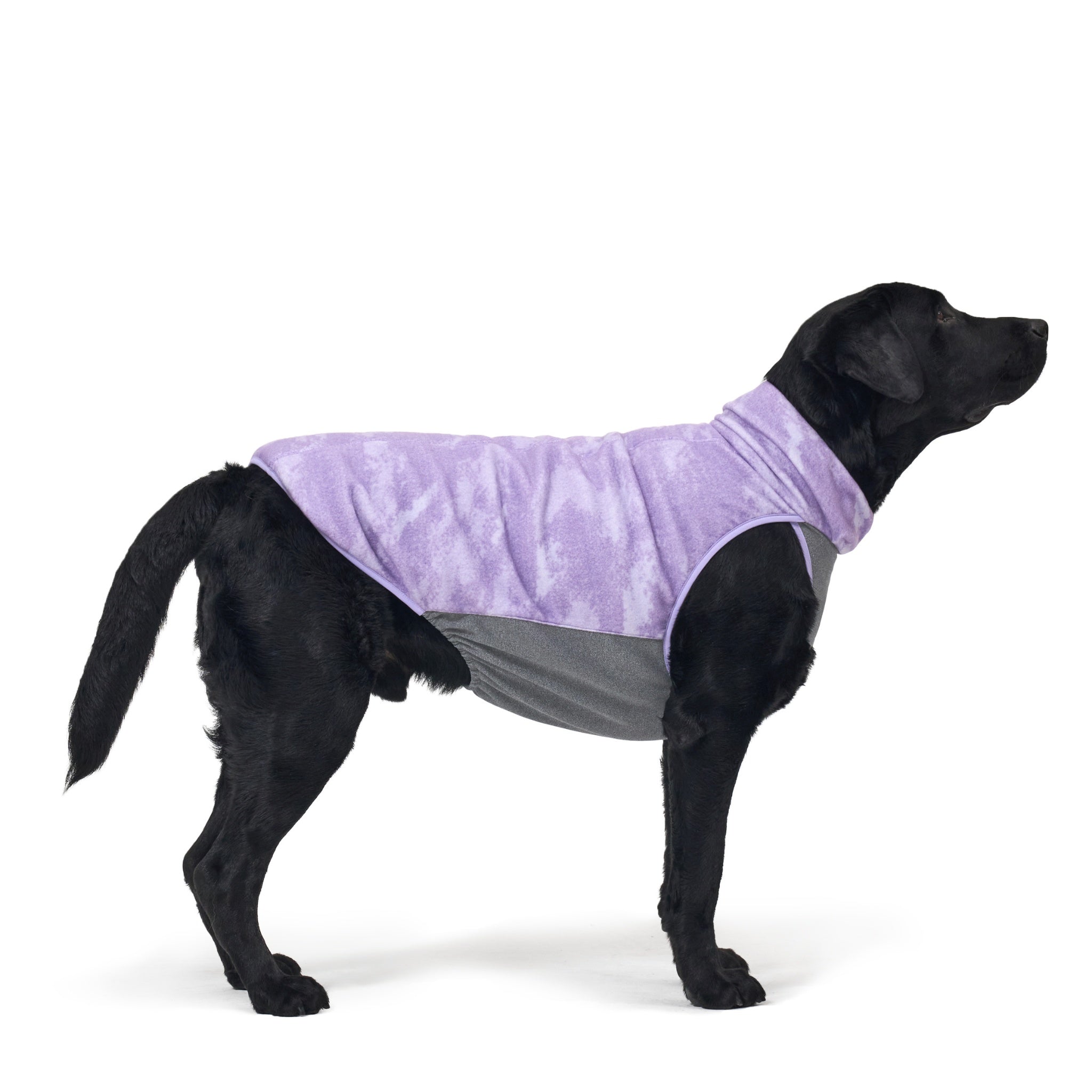Full side profile view of a large black Labrador standing against a clean white backdrop, showcasing the purple cloud-patterned fleece upper and flexible grey stretch underbelly panel of the Merlot Shelter dog jacket.
