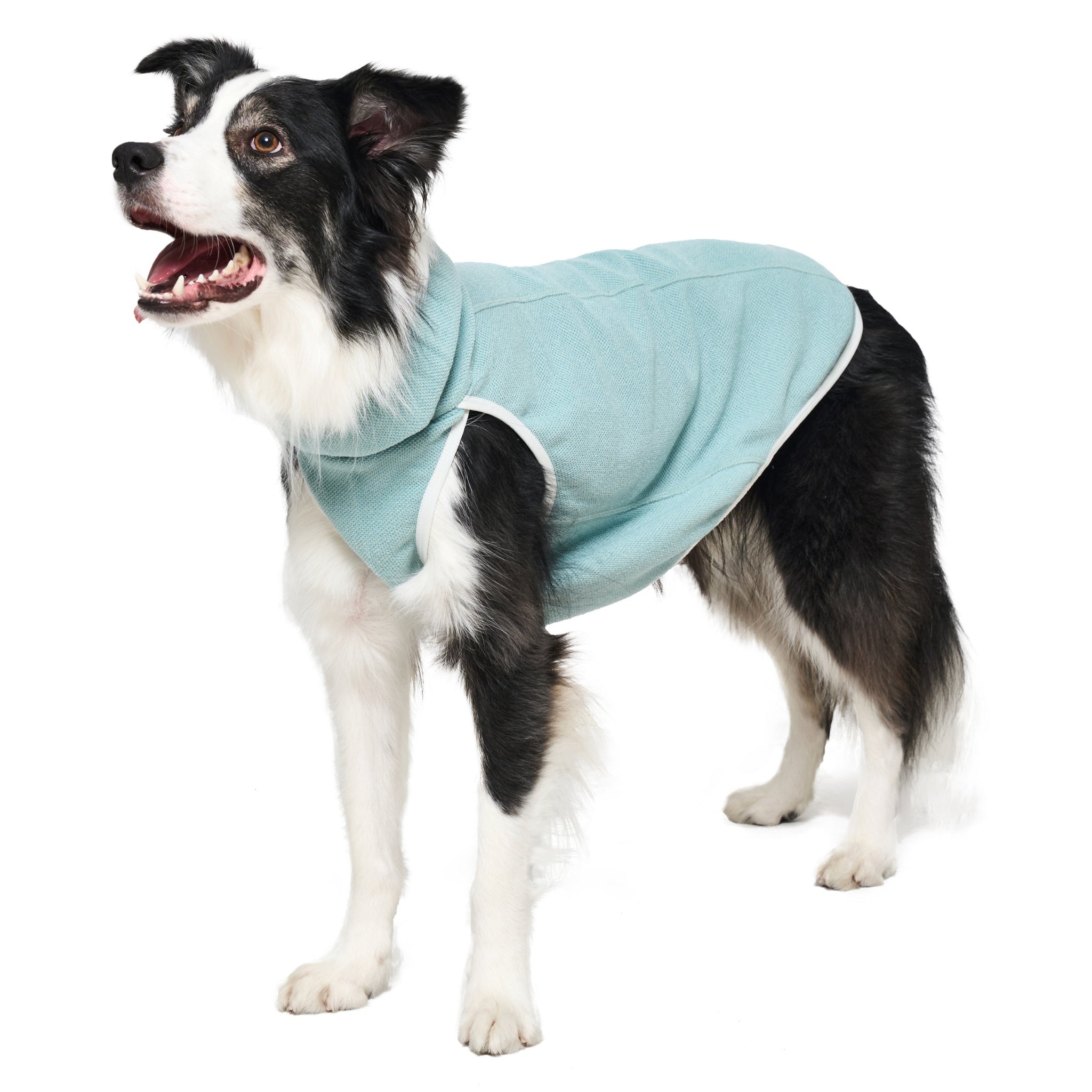 A black and white Border Collie standing and looking forward-left, highlighting the high collar and white trim detailing of the mint green Merlot Shelter Layer dog coat.