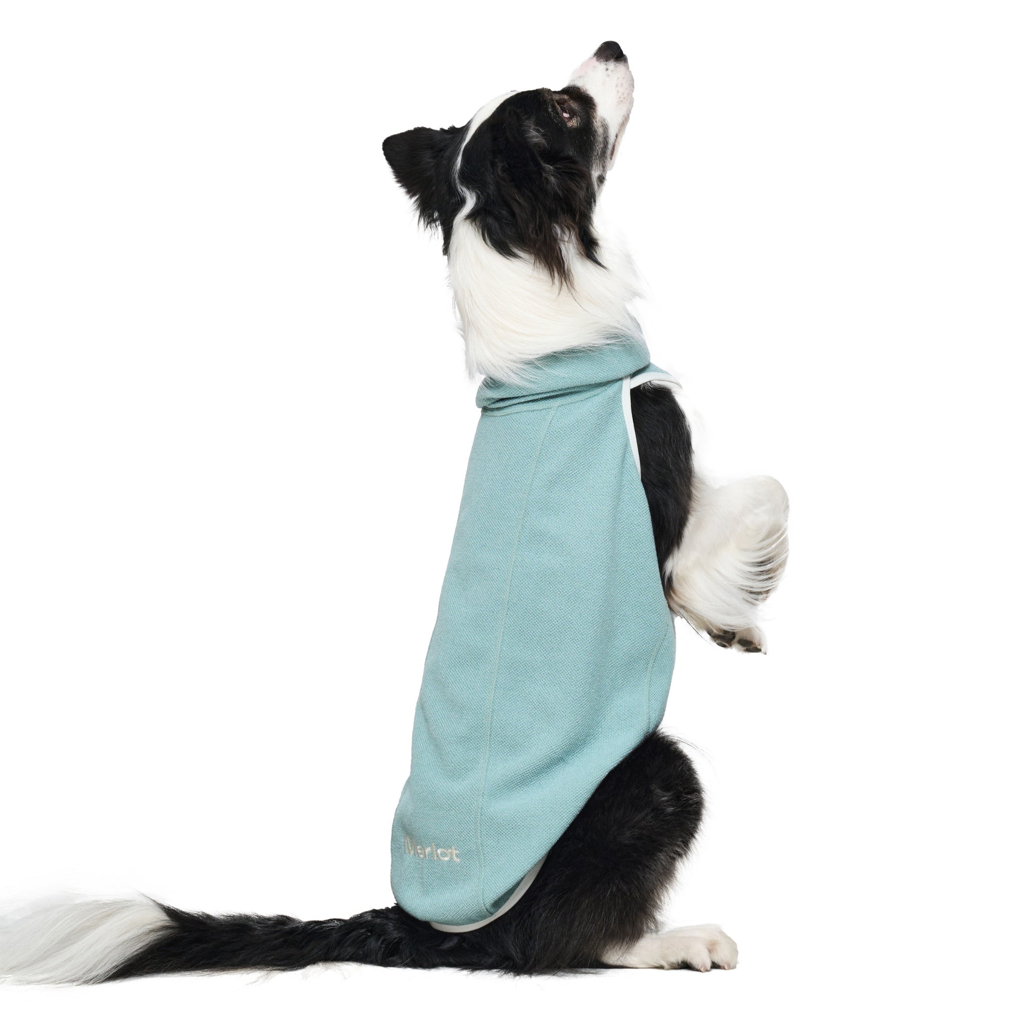 A black and white Border Collie sitting up on its hind legs and looking upward, showcasing the comfortable belly and neck fit of the mint green Merlot Shelter Layer dog vest.