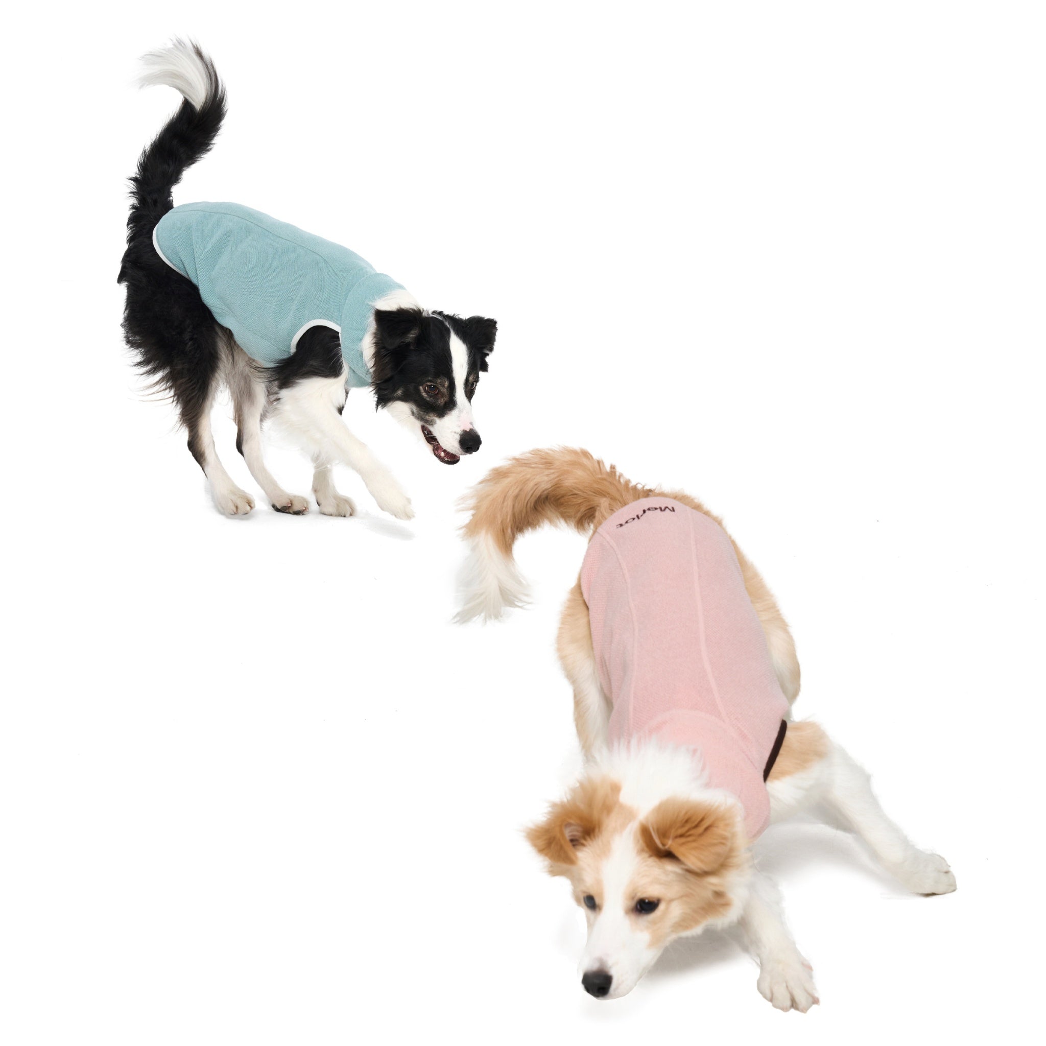 Two active Border Collies interacting against a white background, one modeling the mint green version and the other in a play-bow wearing the pastel pink version of the Merlot Shelter Layer dog coat.