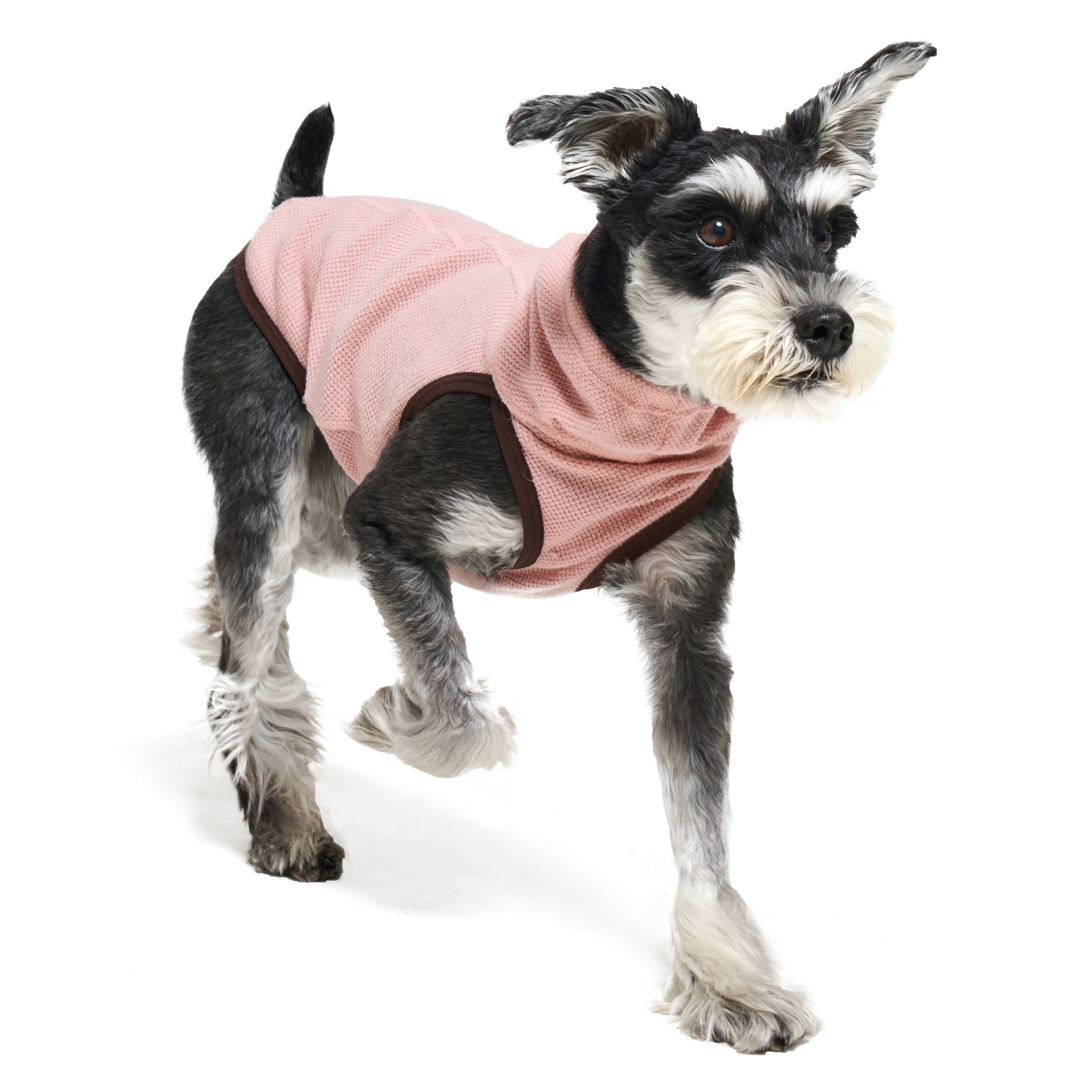 An action studio shot of a Miniature Schnauzer dynamically stepping forward with its ears up, wearing the lightweight pink Merlot Shelter Layer dog vest jumpsuit.