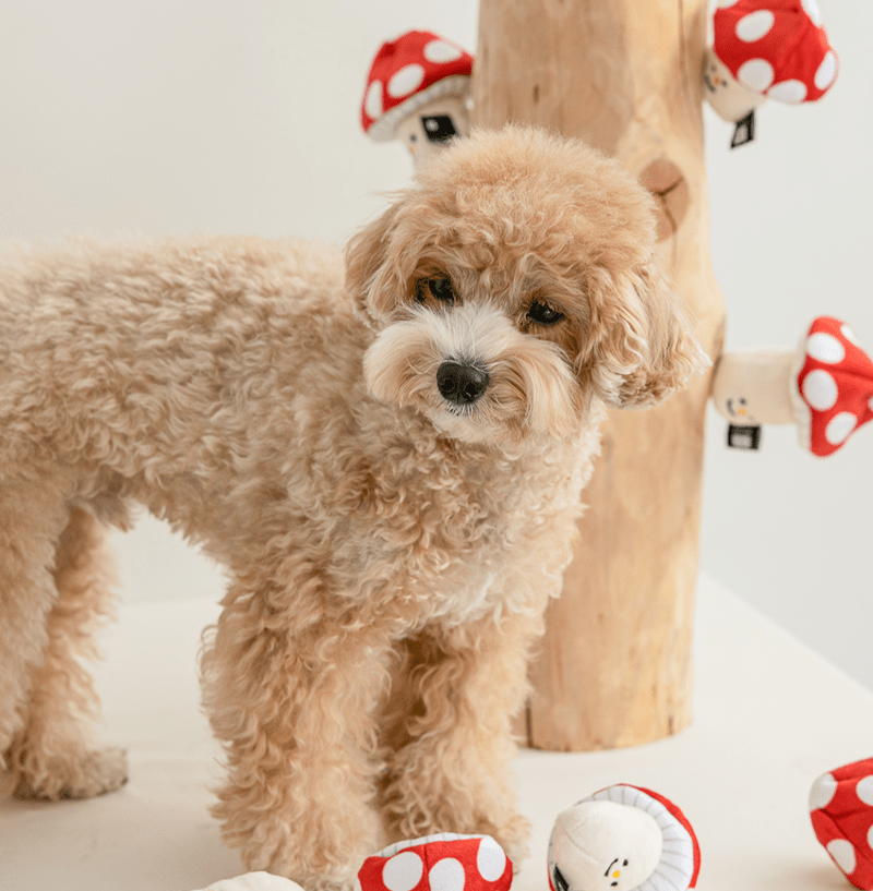 Nosework Dog Toy - Mushroom - Bite Me - La Maison Mou