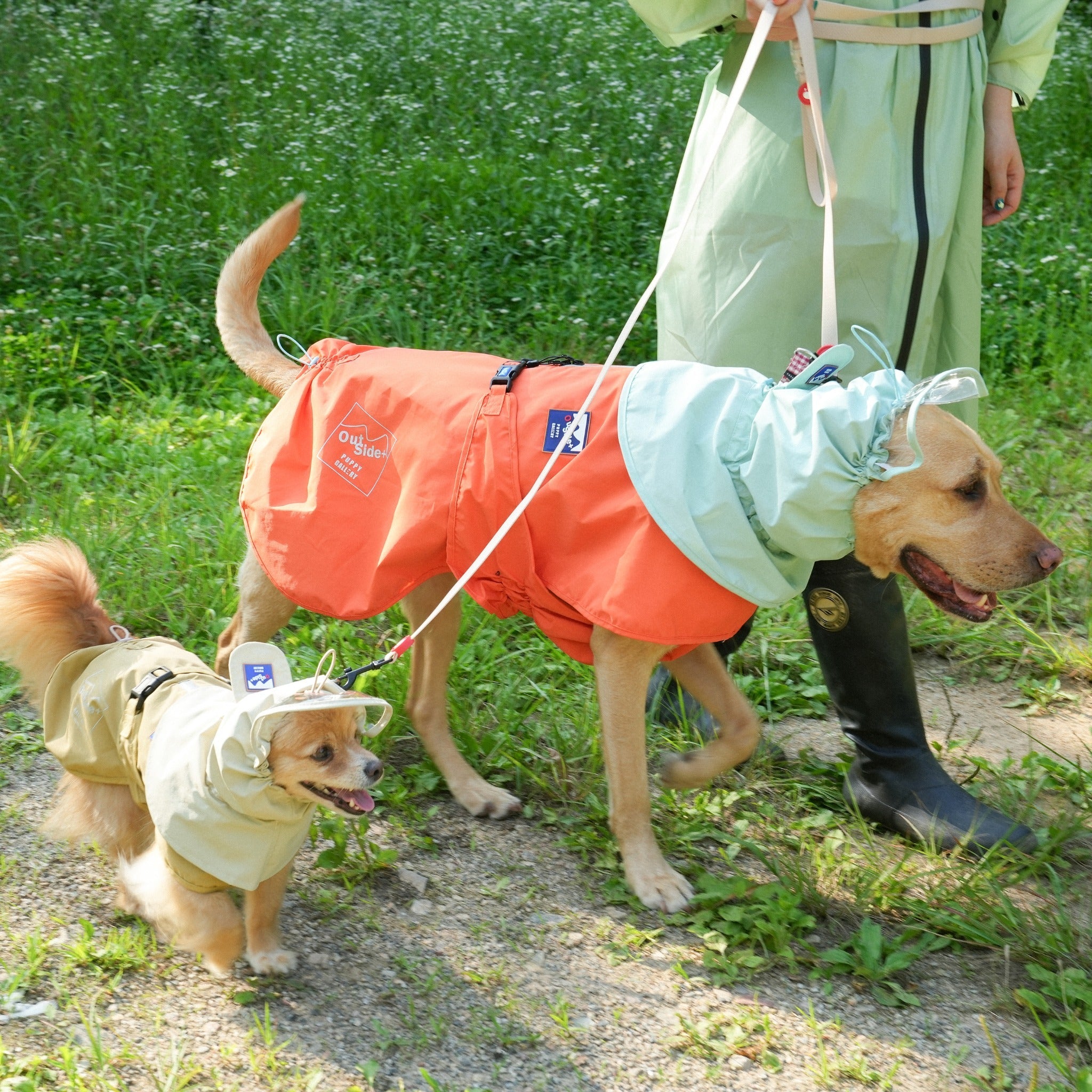A large golden dog in an orange and mint rain poncho and a small dog in a beige rain jacket walking together outdoors on a grassy path.