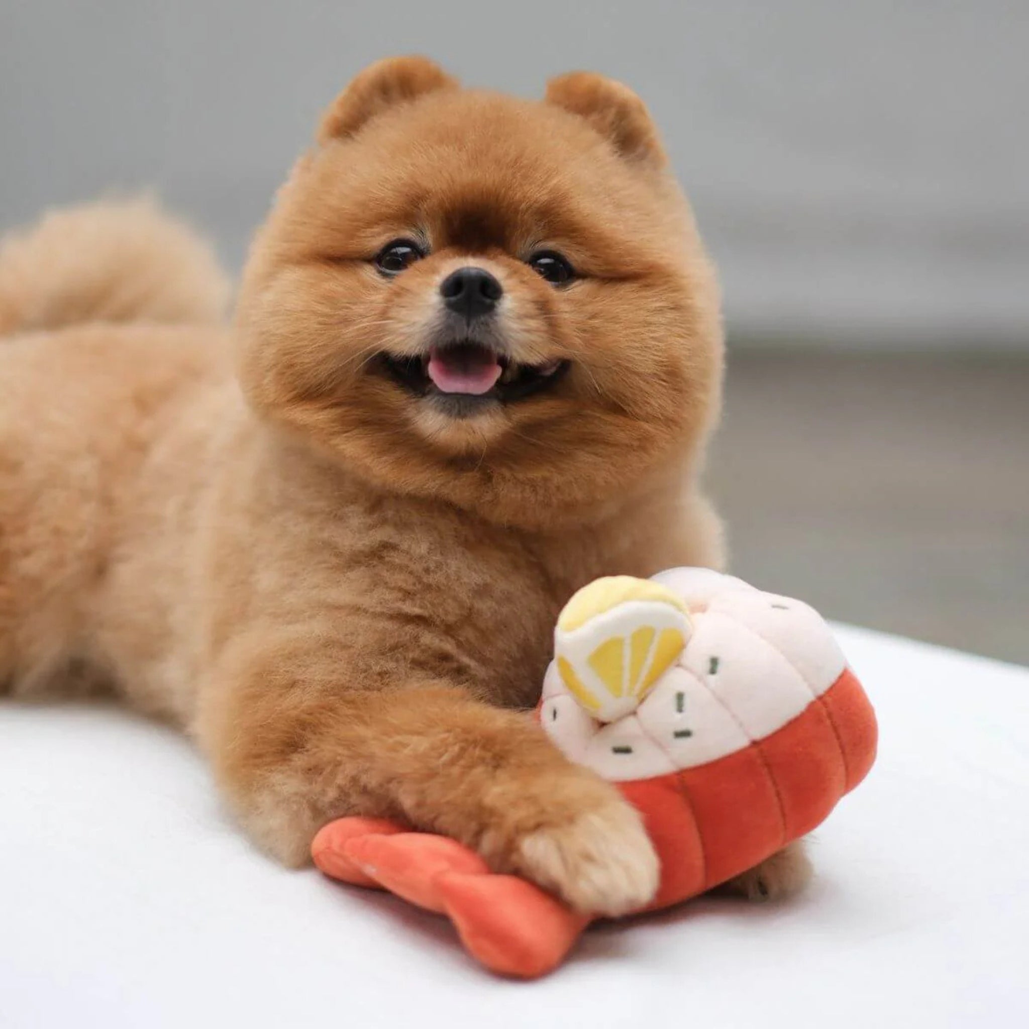 A fluffy brown Pomeranian dog smiling while lying down with its paws resting on the plush Grilled Lobster nosework toy by Pups and Bubs.