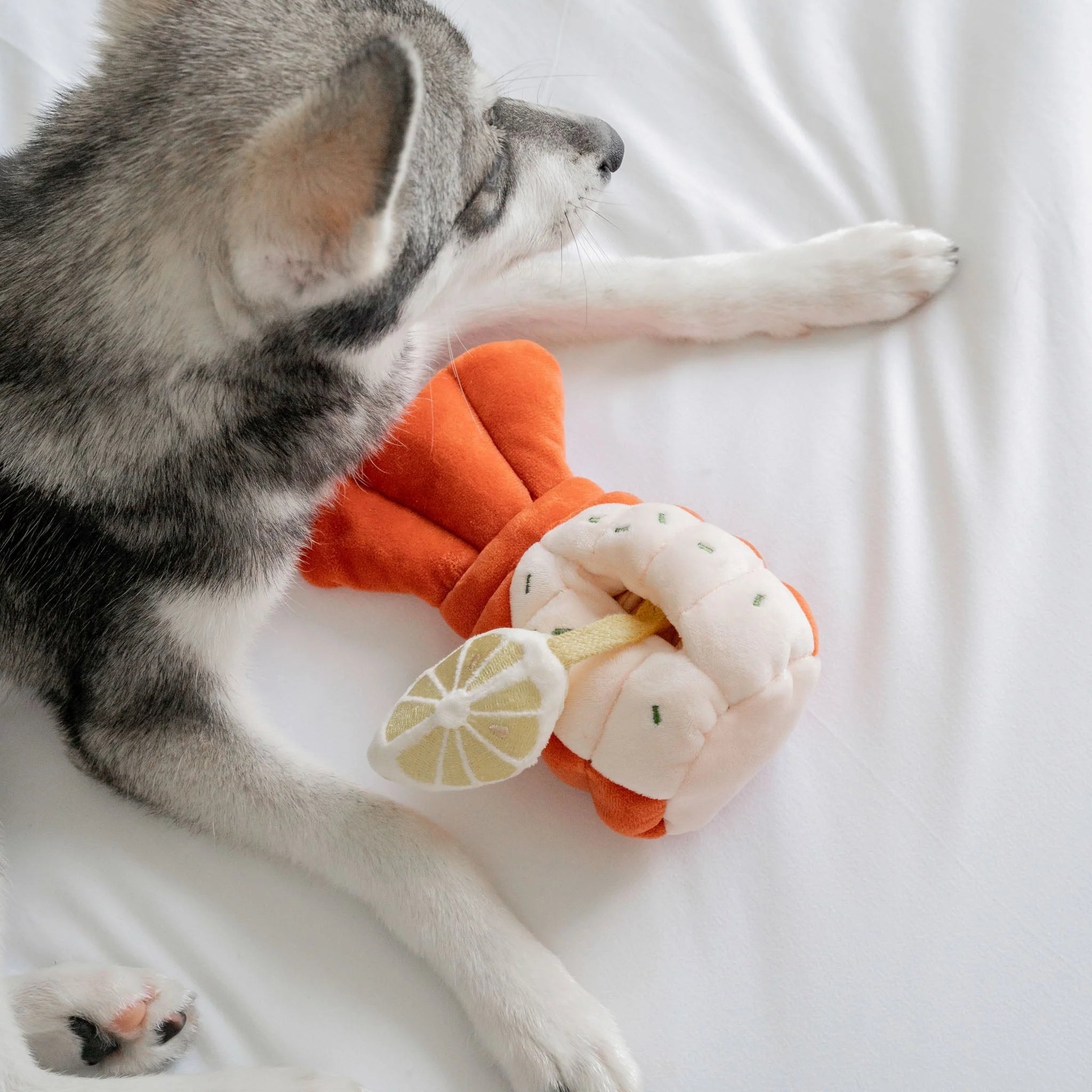 Overhead view of a husky puppy resting on a bed next to the plush orange lobster nosework toy, showing the attached yellow lemon wedge.