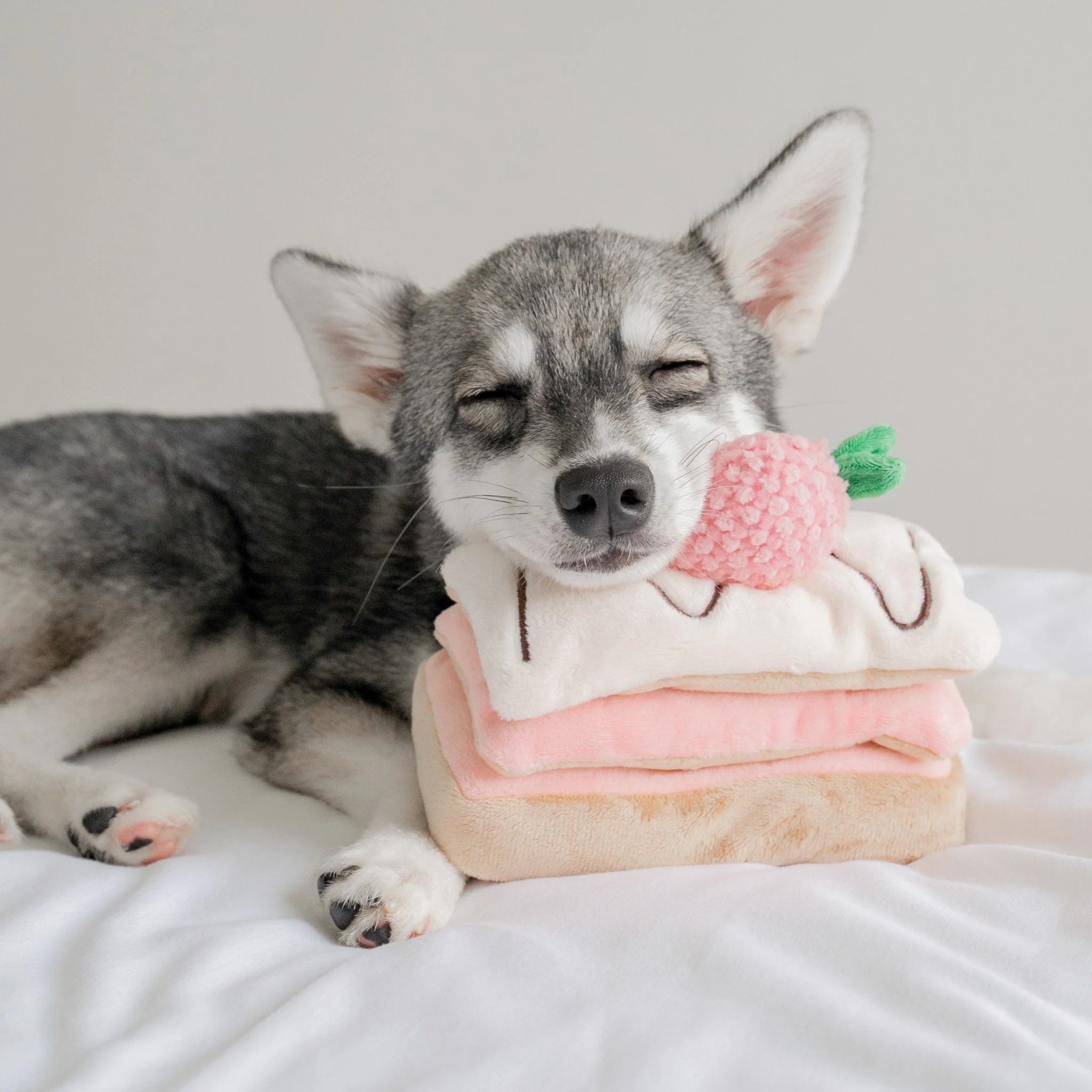 A small grey and white husky mix puppy sleeping peacefully while resting its chin on the plush, layered strawberry pastry dog enrichment toy.