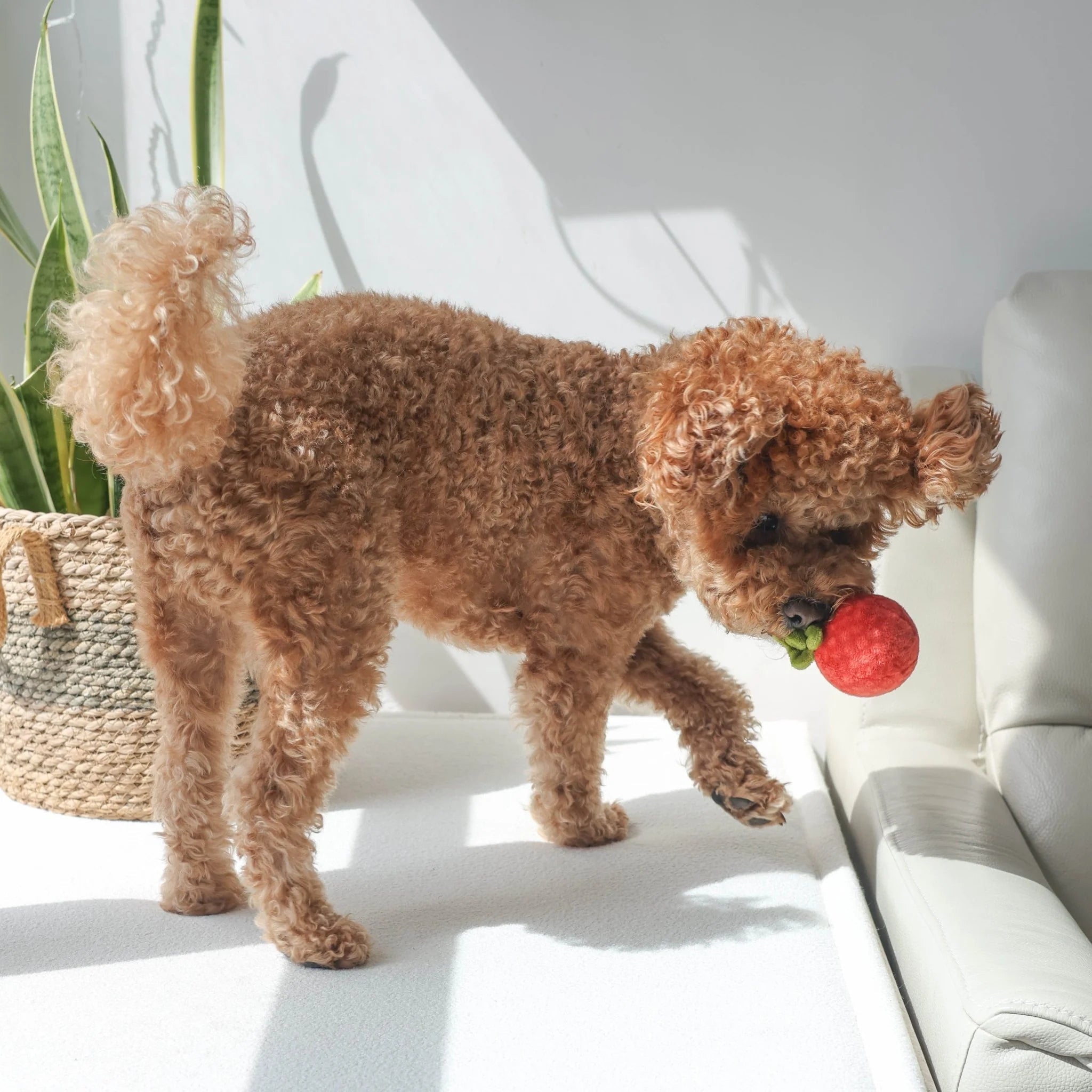 A small brown poodle standing on a white surface in front of a sofa, playfully carrying the squeaky plush tomato attachment from the Tomato Soup nosework toy in its mouth.